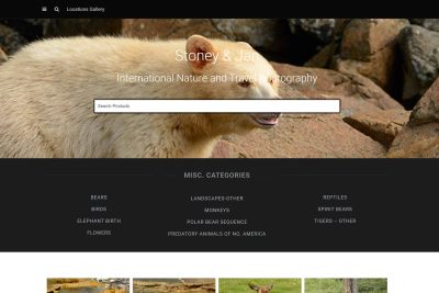 Belmont Website Design 8 A bear with light fur stands in front of rocks on a nature photography website homepage.